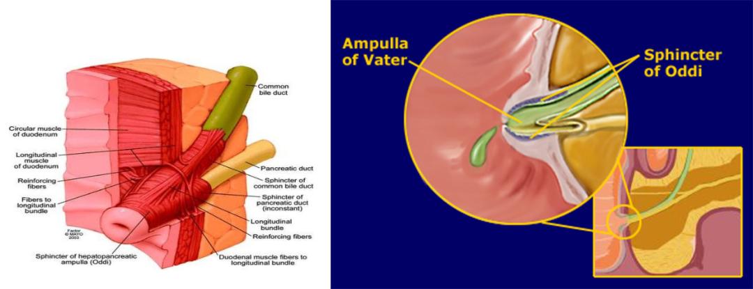胆道系统解剖生理讲课视频,超声胆道系统的解剖生理