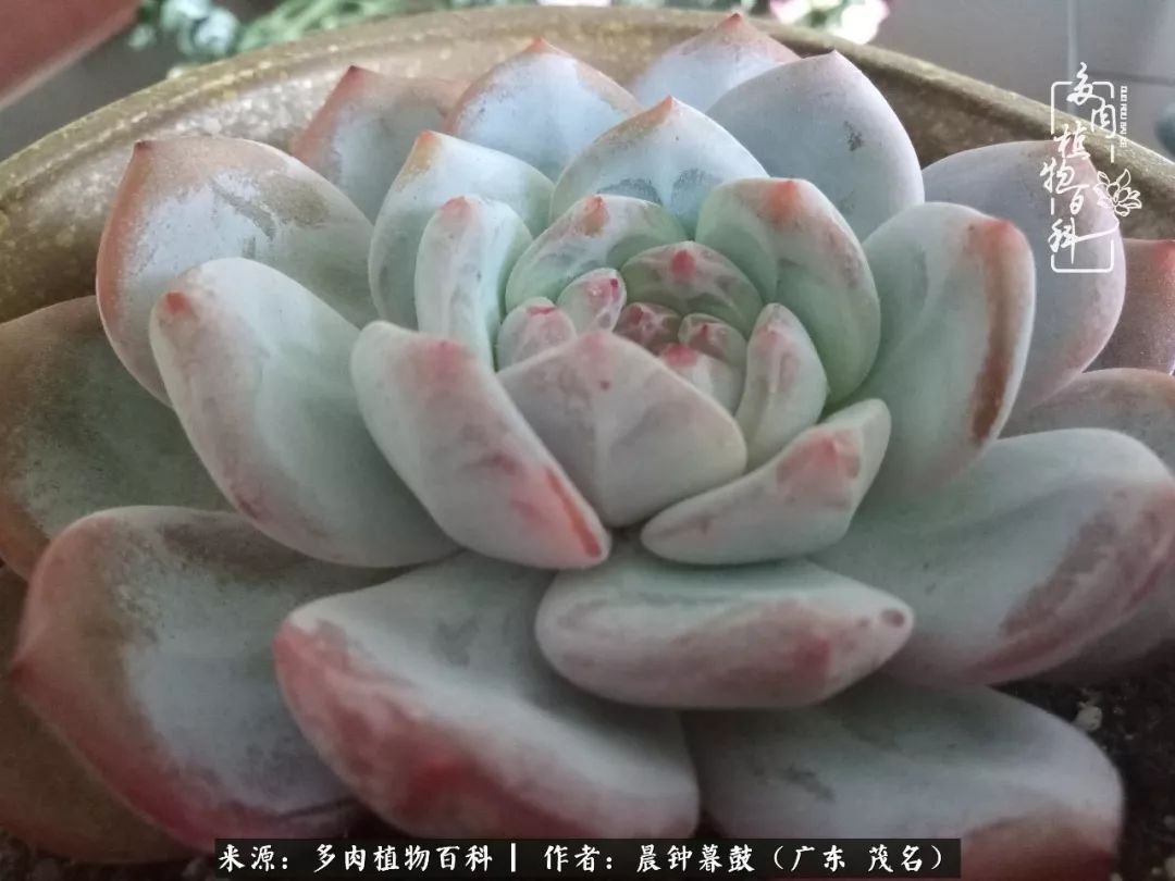 轻轻地告诉你，我的多肉也曾美过，不信你看看