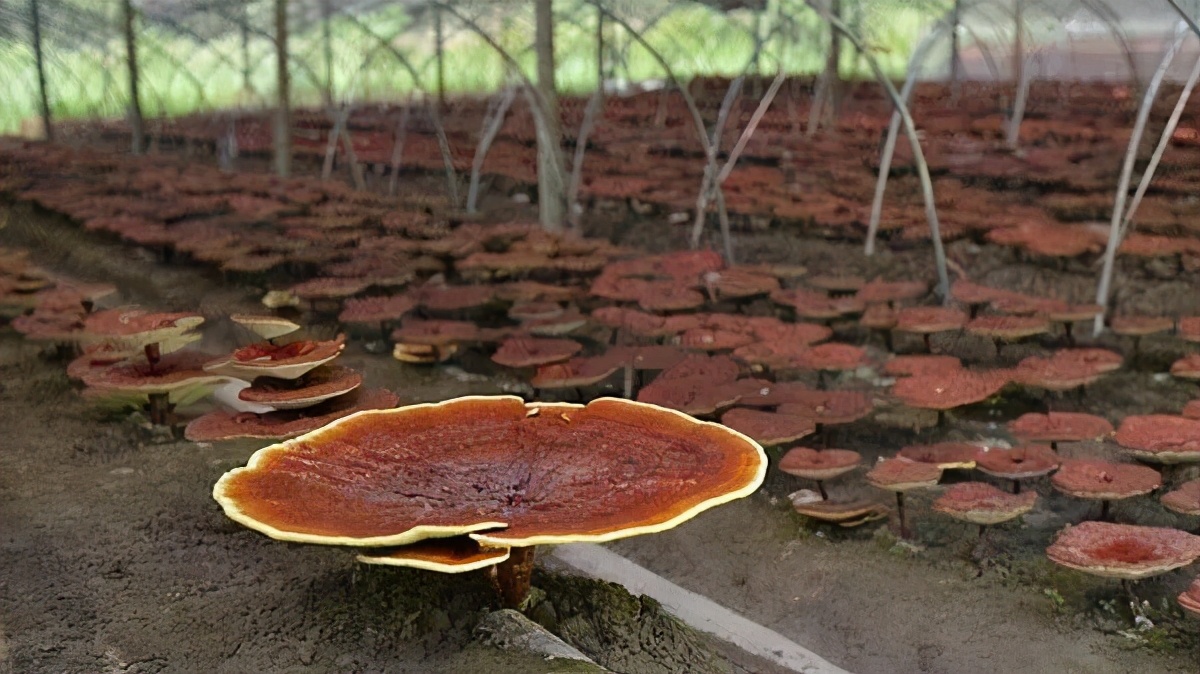 野生灵芝2000多一斤,野生灵芝要一万元一斤吗