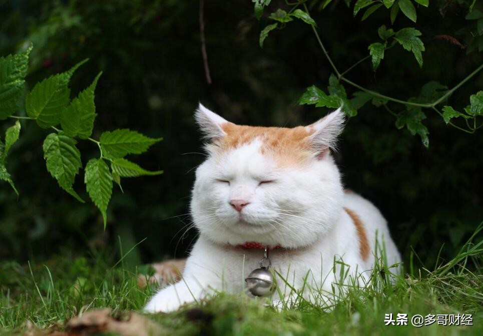 机构行情怎么玩？科技股到顶了吗？看完即懂机构玩法