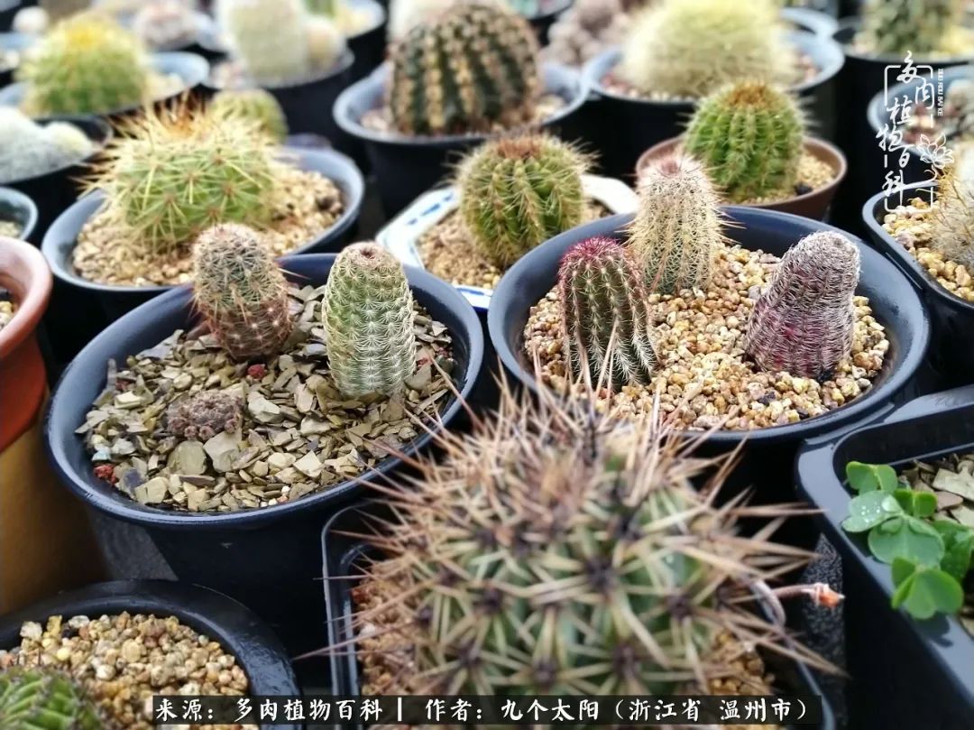 景天、球和龙舌兰，只要是多肉，都喜爱