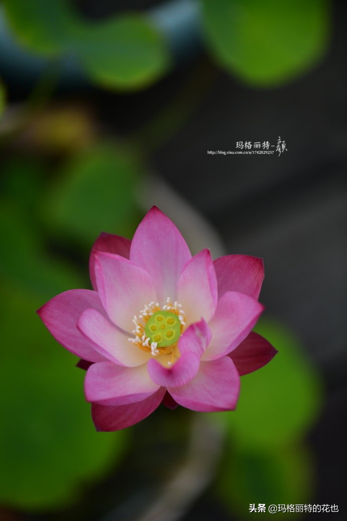 种碗莲要注意的几点,碗莲需要重复种植吗