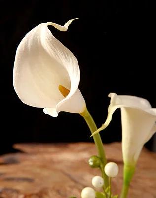 马蹄莲观赏内容,一盆马蹄莲