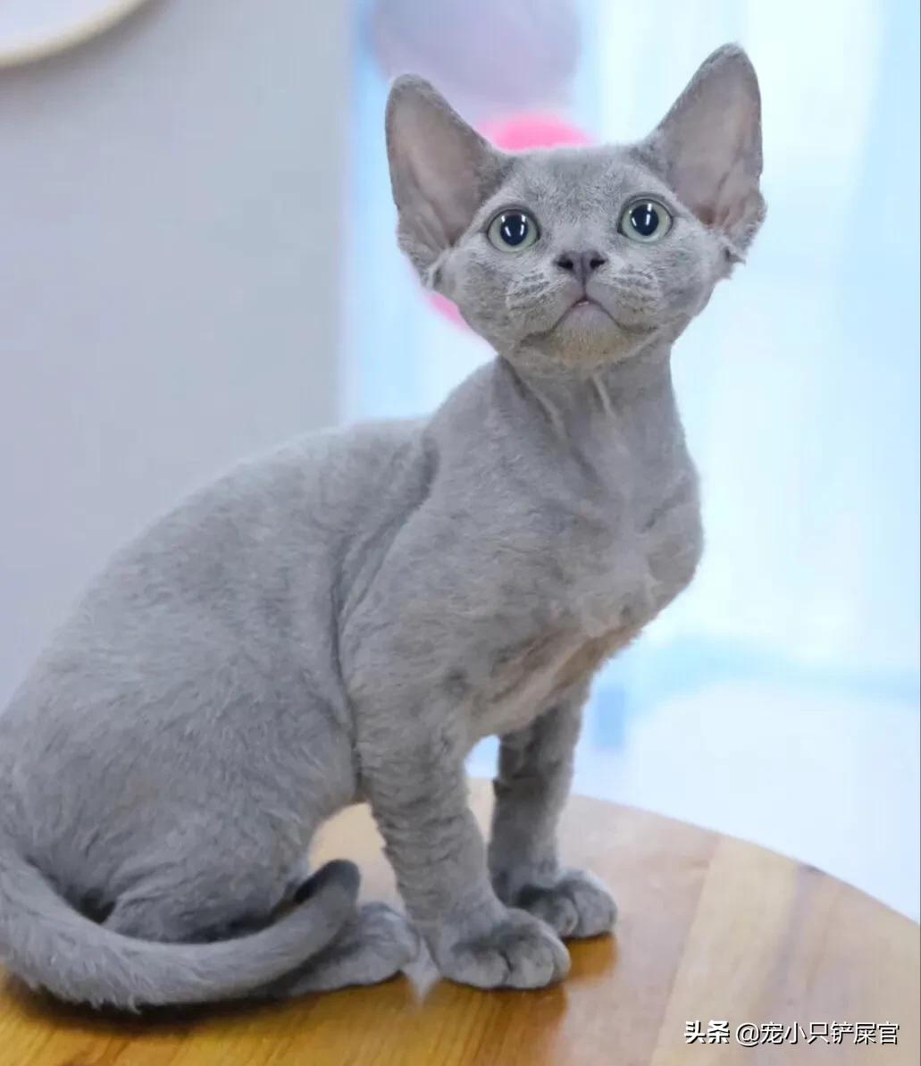 猫鼻支与疱疹病毒的区别,如何区分猫鼻支和猫疱疹