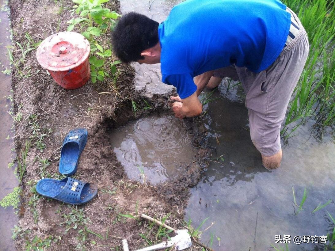 黄鳝洞是怎么找的有什么技巧,黄鳝洞寻找技巧