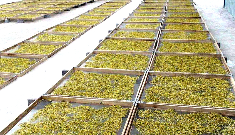 潜山市痘姆乡:金银花变身致富花