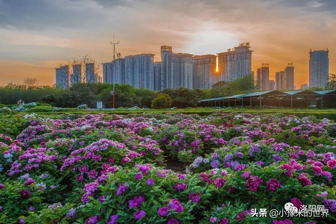 河南洛阳发布最新通知,洛阳牡丹花会向全世界发出邀请