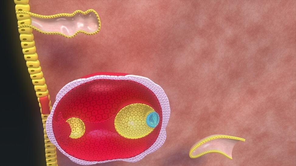 胚胎移植着床出血是什么感觉,胚胎移植后几天着床有什么感觉
