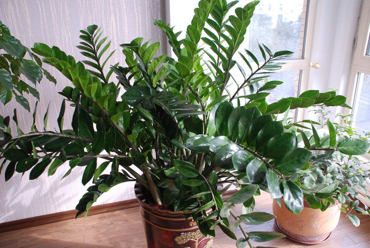 客厅就养这6种花好看好养还大气,适合客厅养的花满屋飘香