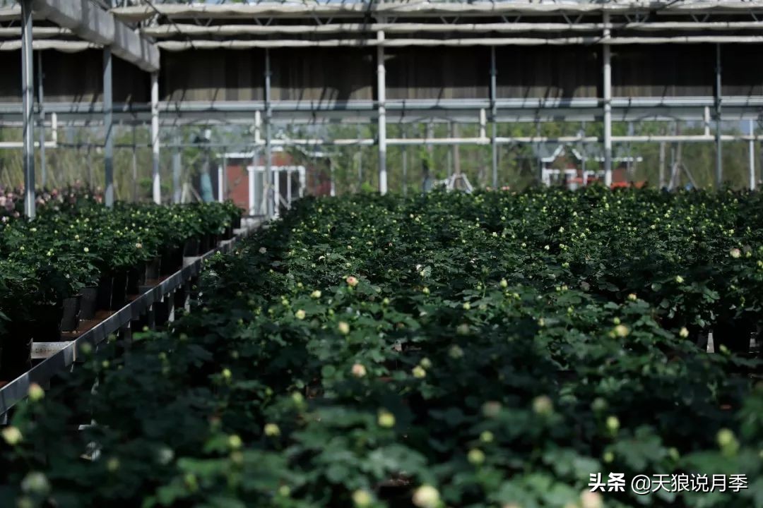 都说“最美人间四月天”，应该就是月季开花的模样吧！