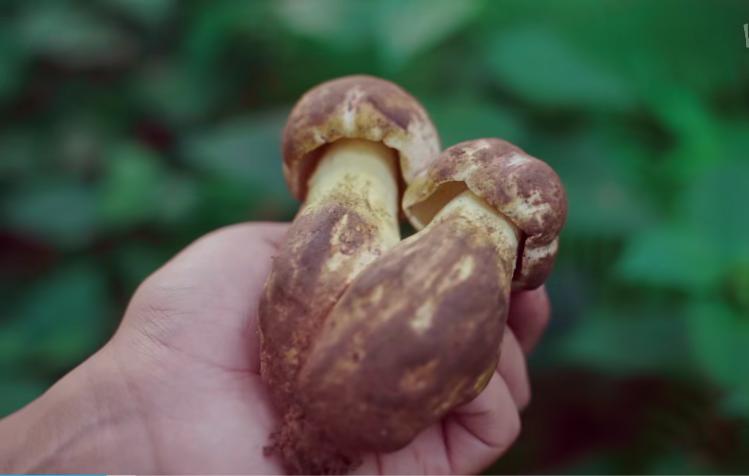 野生菌的毒是什么毒,野生菌属于毒品吗