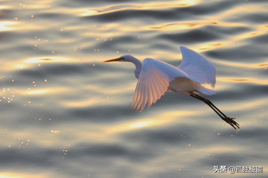 白鹭拍摄测光曝光技巧,白鹭的拍照技术