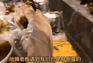 搞笑动图是怎么弄的,搞笑动图哪里找