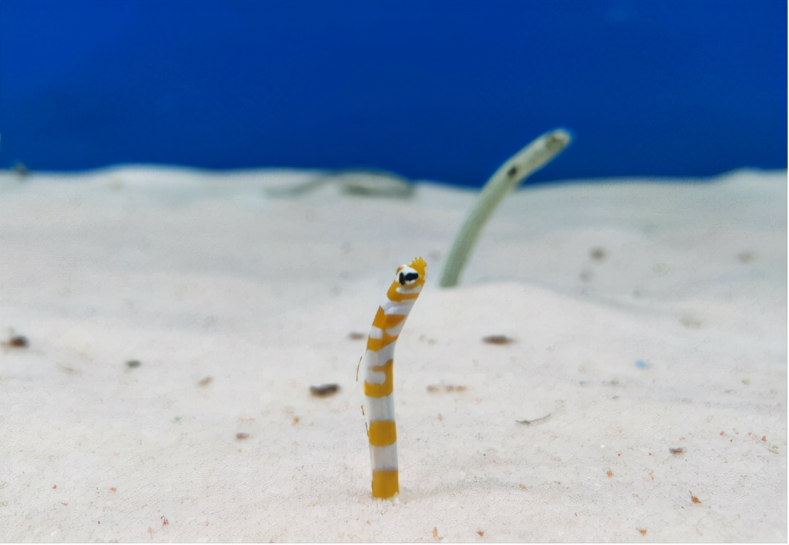 3米长的巨蟒藏在闹市10年,灭绝的超大巨蟒蛇