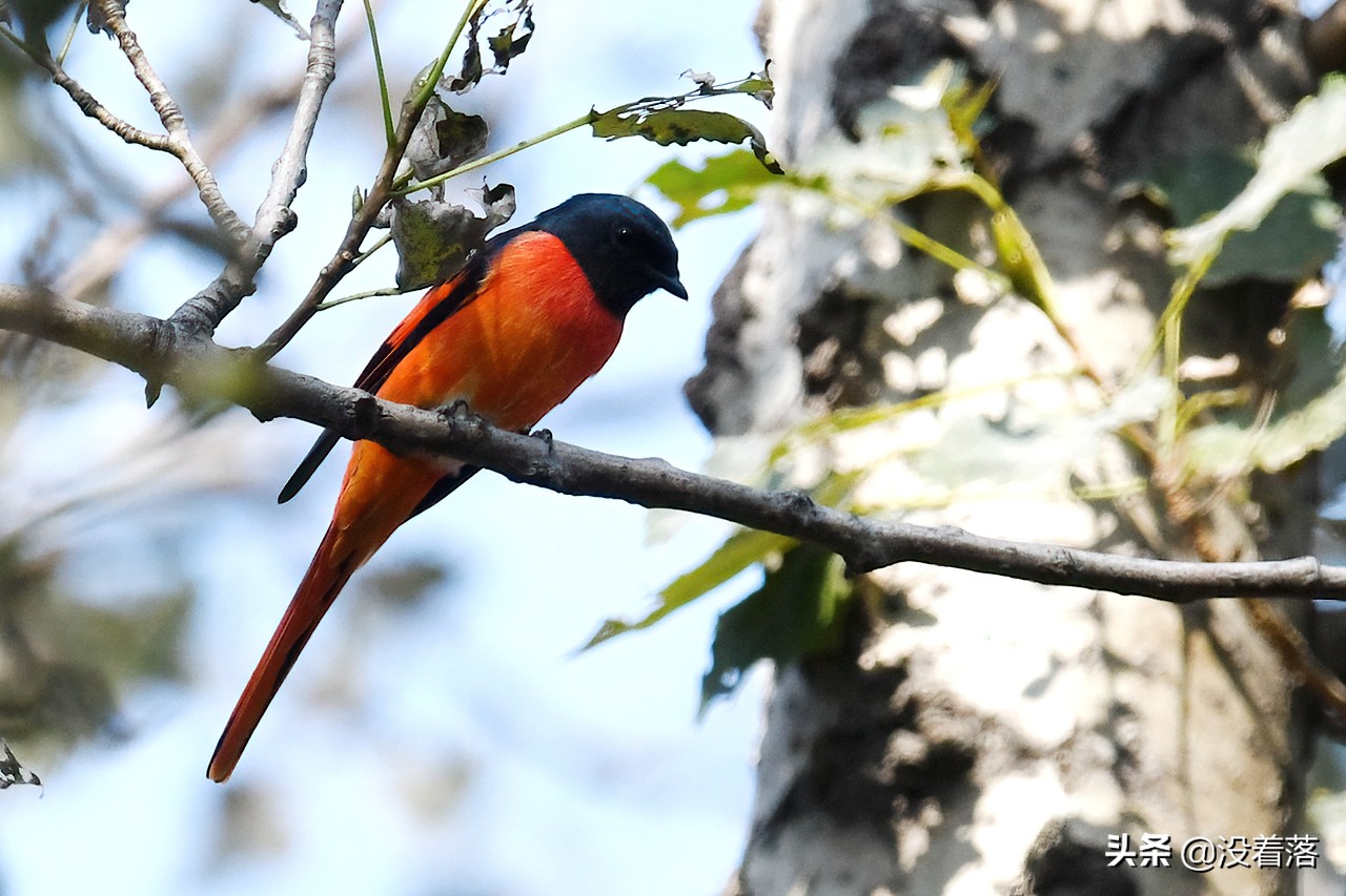 「10.13」北京沙河观鸟日记：收获长尾山椒鸟与中华攀雀