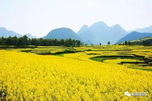 四川过年油菜花风景视频,3月去四川哪里看油菜花