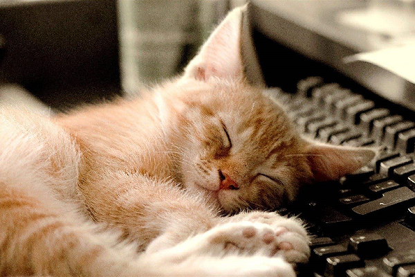 夏天猫咪独自在家如何让猫咪凉快,猫咪夏天热怎么降温科普