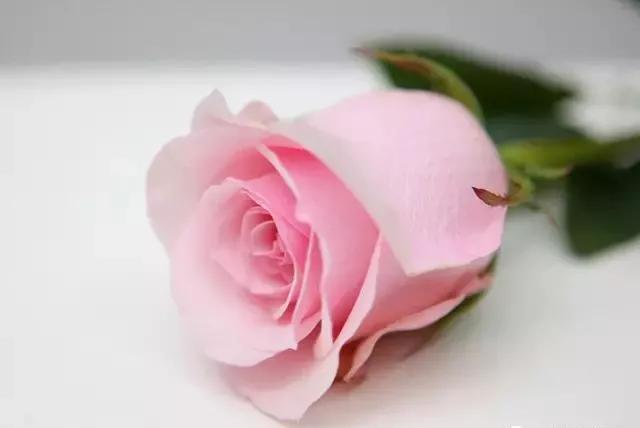 每天学习一点点——100种玫瑰品种科普