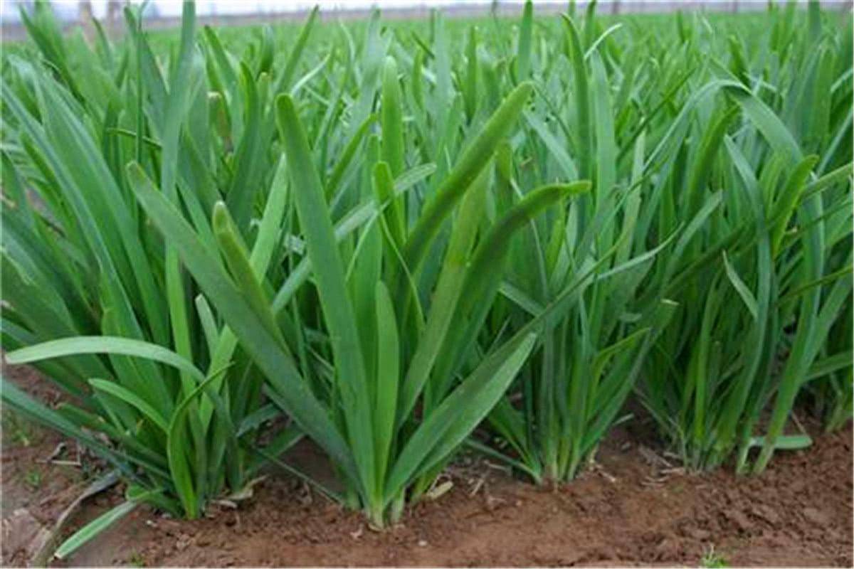 韭菜有补肾壮阳的药效吗,韭菜根有补肾壮阳的药效吗