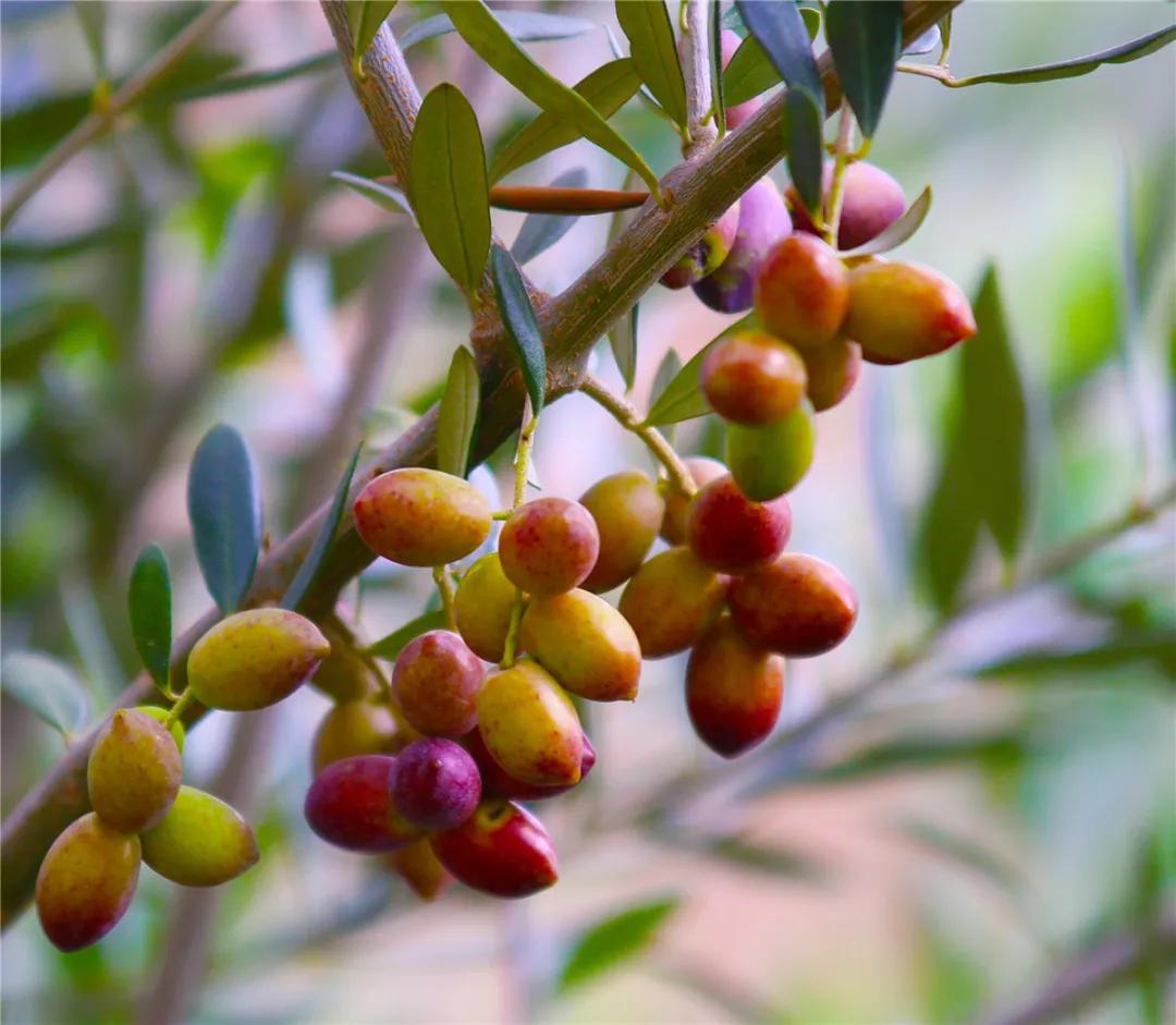 中国国际食用油产业博览会金奖,中国国际高端食用油金奖