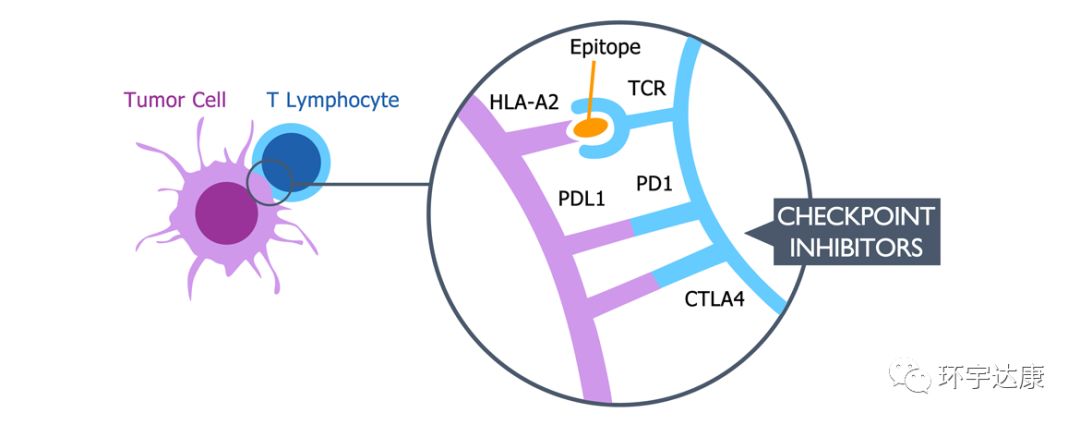 世界上完全可以预防的癌症疫苗,未来10年癌症有可能被攻克吗