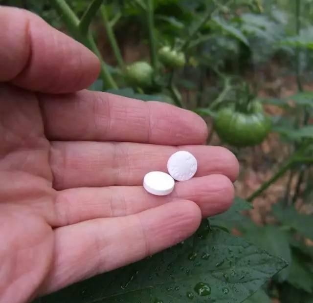 绿萝怎么养叶片长得快,绿萝叶片如何养小