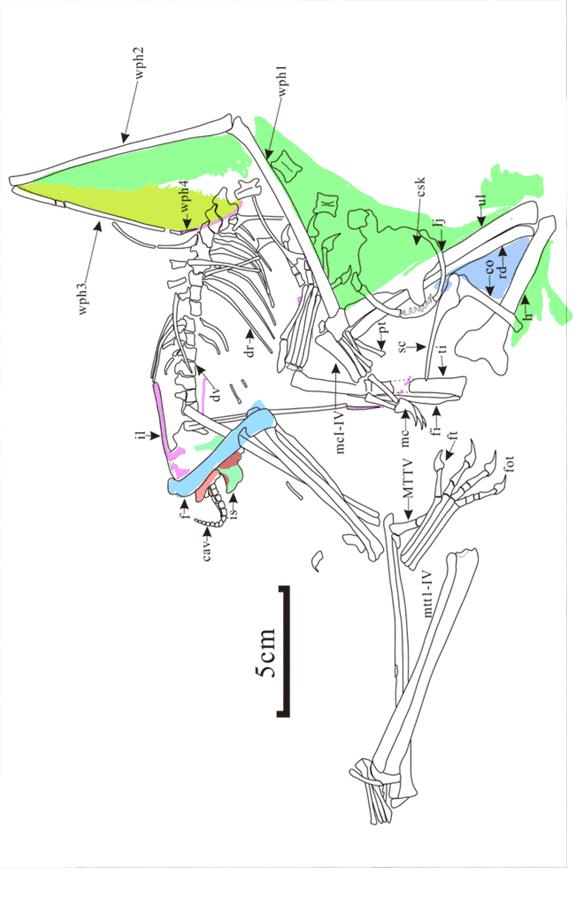 缈奸緳鍊掓寕鍗婄┖,缈奸緳鍊掓寕