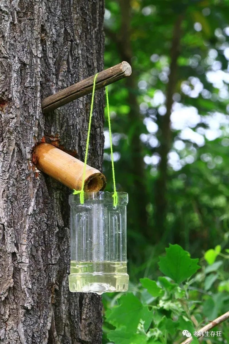 沙漠求生取水技巧,生存狂逃生技巧