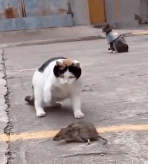 养猫推荐养什么,养猫首选这几种猫漂亮忠诚还好养