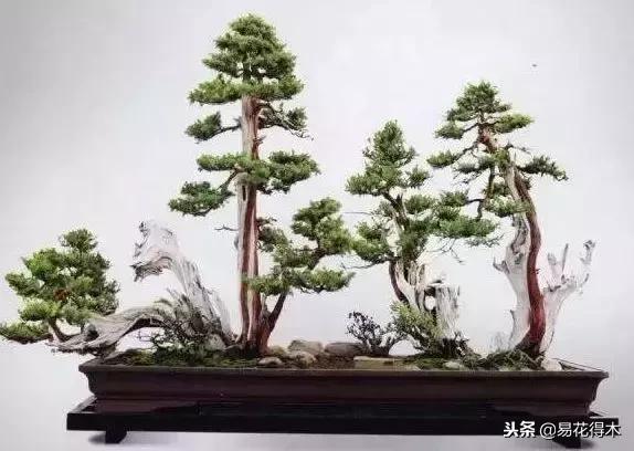 丛林式精品盆景欣赏,丛林盆景浅盆