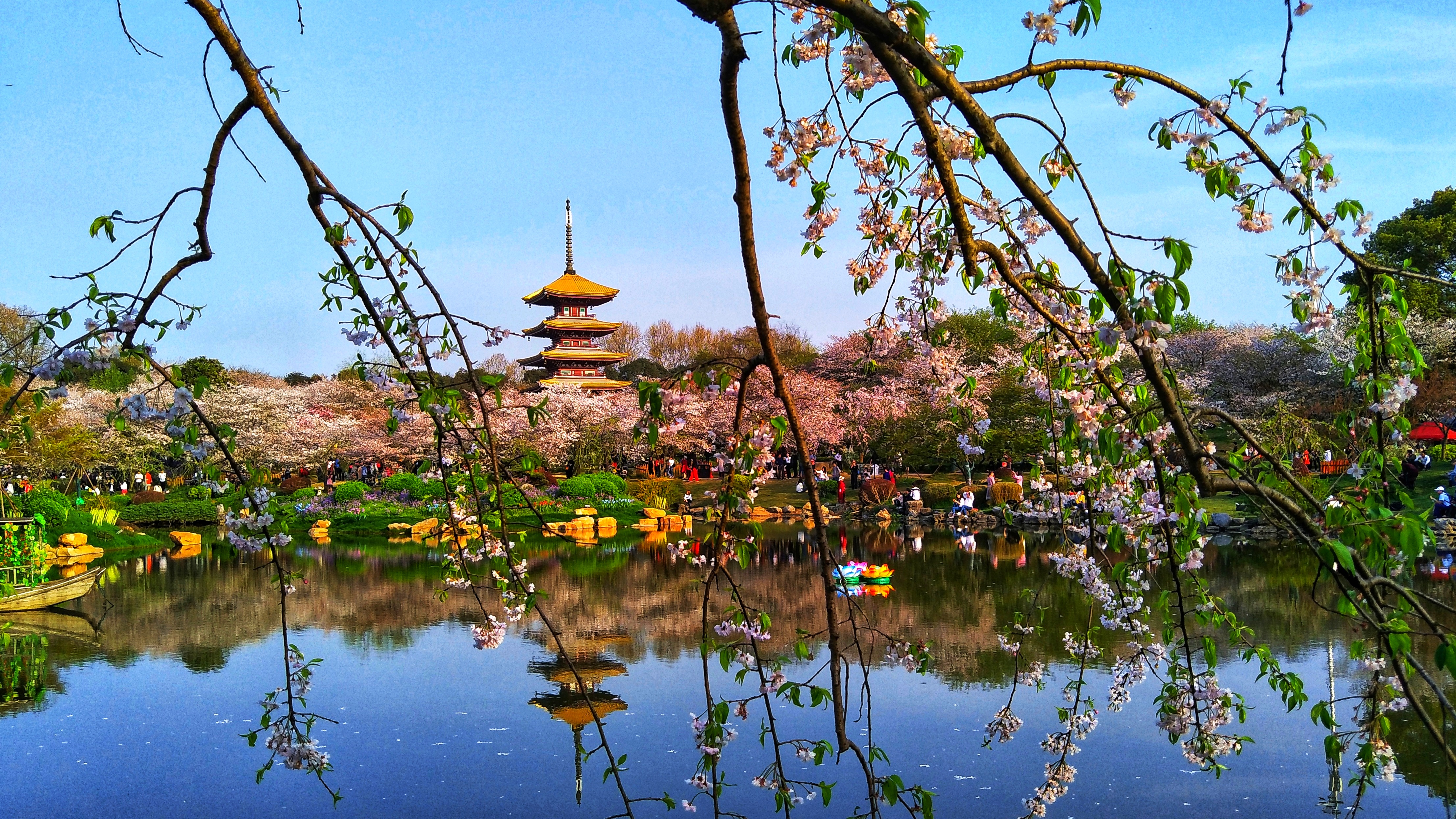 武汉赏樱之旅,武汉东湖樱园赏樱