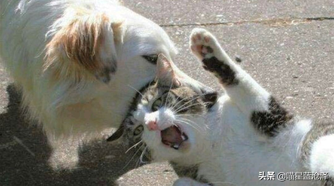 遇见受伤的猫是怎么处理的,发现流浪猫受伤了怎么办