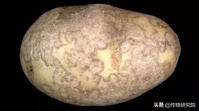 马铃薯病害知识与防治书籍,马铃薯黑胫病病害及防治方法