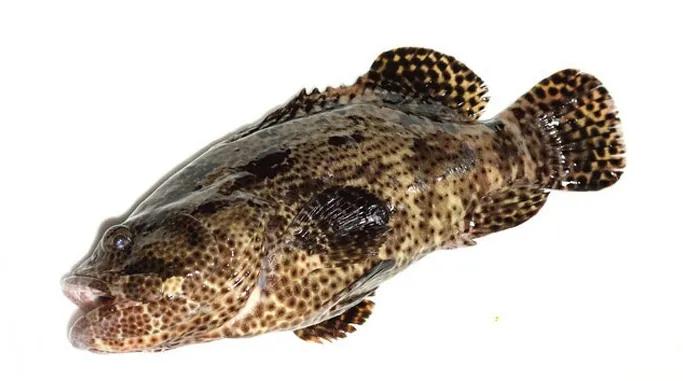 浙江石斑鱼料理,野生石斑鱼料理