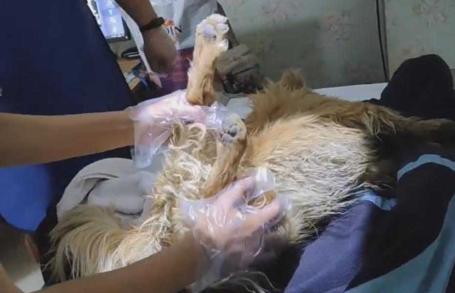 流浪狗被遗弃后瘫在地上不敢动,流浪狗浑身抽搐发现7只流浪狗