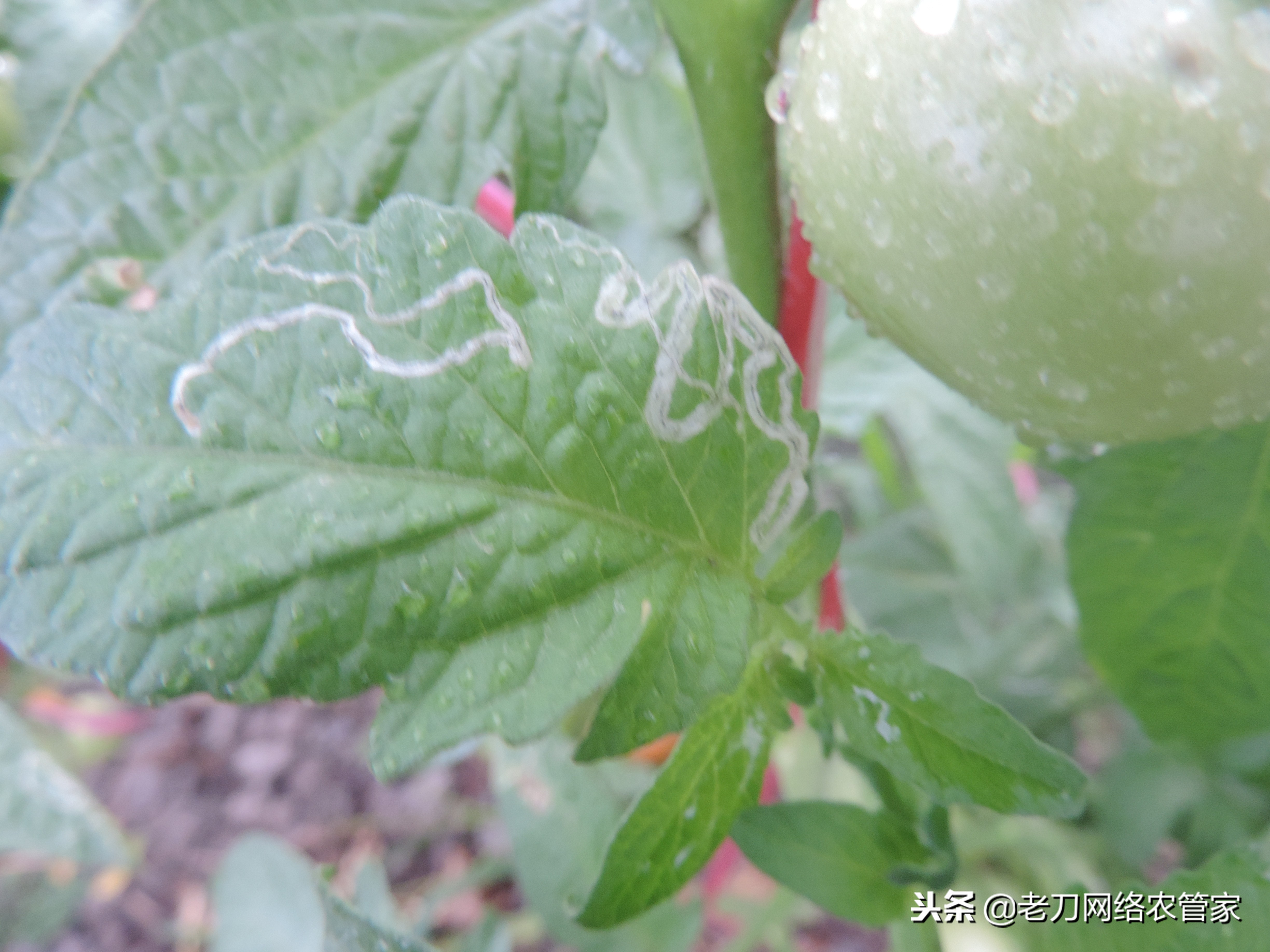 特别容易画的鬼符,斑潜蝇潜叶蛾鬼画符