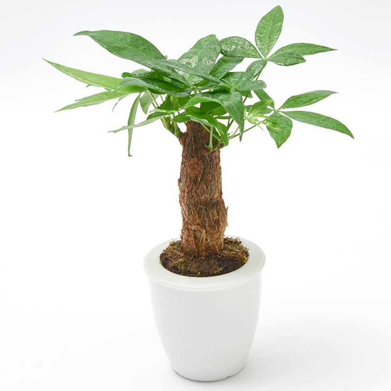 发财树主干腐烂怎么补救方法,发财树树枝变软腐烂咋挽救