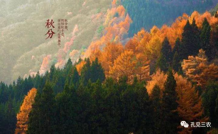 今天是秋分上午好问候图片,今天是秋分节的感悟