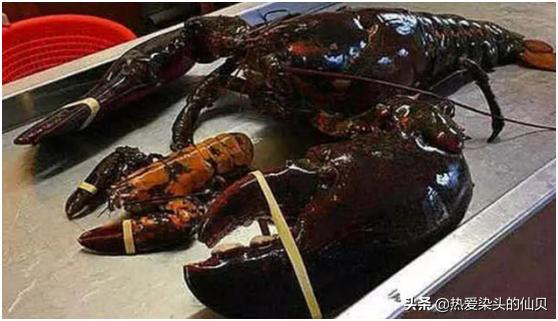 还记得那个“成精”的小龙虾吗?活力134岁,如今是这样的结局