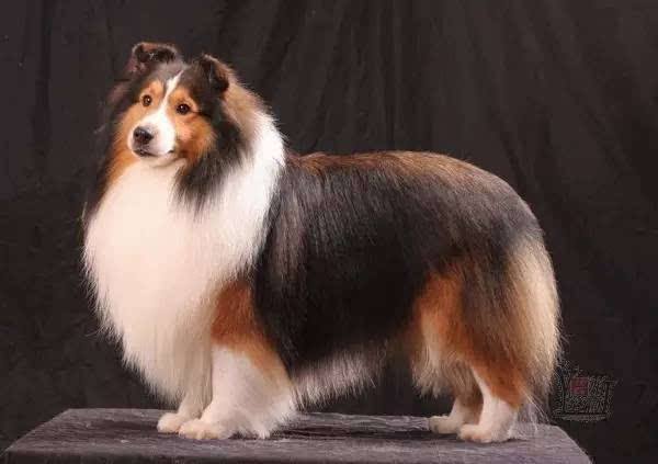 常见宠物狗的品种大全及图片,小型短毛宠物狗的品种图片大全