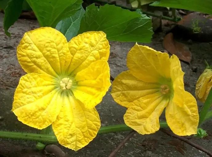 丝瓜黄瓜苦瓜哪种爬藤最茂盛,黄瓜南瓜丝瓜的花多半都不会结果