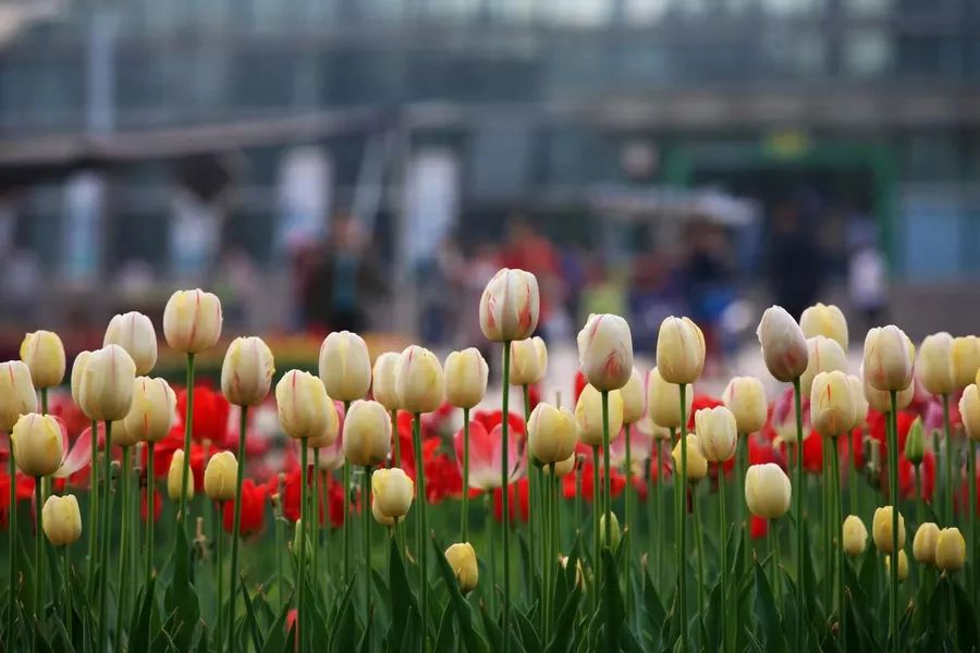 有关谷雨的诗歌,这把伞诵读完整版