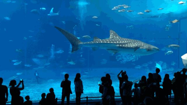 必胜客六一儿童节,必胜客六一儿童节套餐选哪个的多