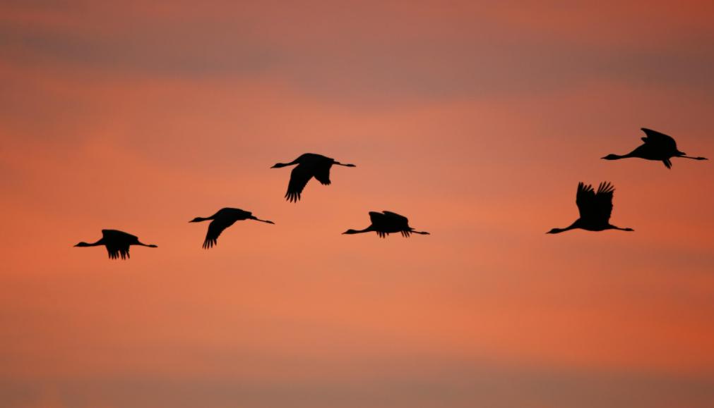 中国飞鹤做空报告,中国飞鹤的股价下跌的原因