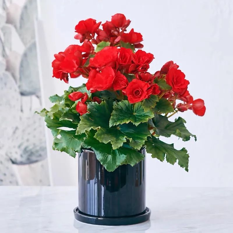 丽格海棠的养殖方法不长新枝,养好丽格海棠的几个小窍门是什么