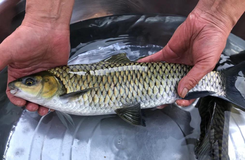 中国最好吃的4大淡水鱼,中国特别好吃的10种淡水鱼