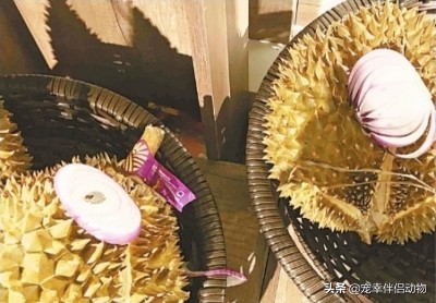 花露水可以给狗狗用吗,狗狗最讨厌的花露水