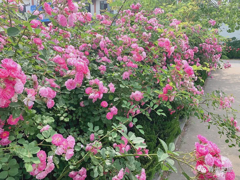 花满青州——初夏清浅微风起，蔷薇月季满城香