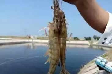 水产养殖不可忽视对虾红体病，一旦有死亡全池都得遭殃！