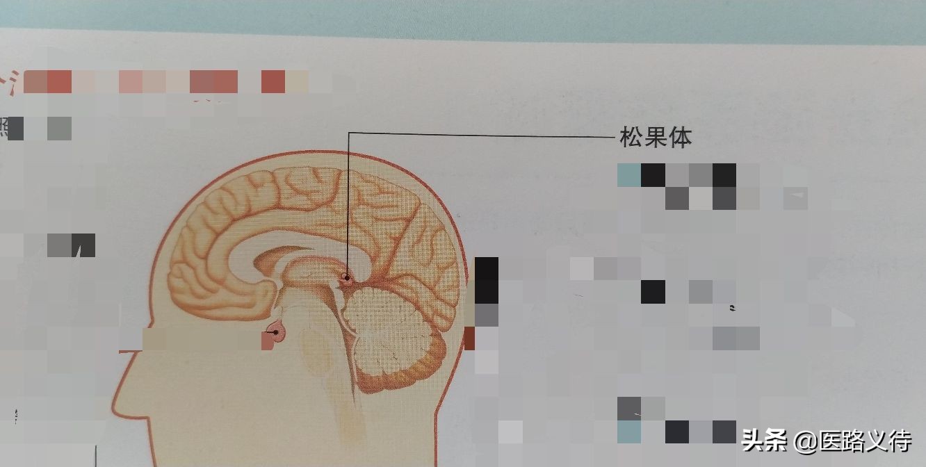 内分泌腺体的作用,内分泌有哪些重要的腺体
